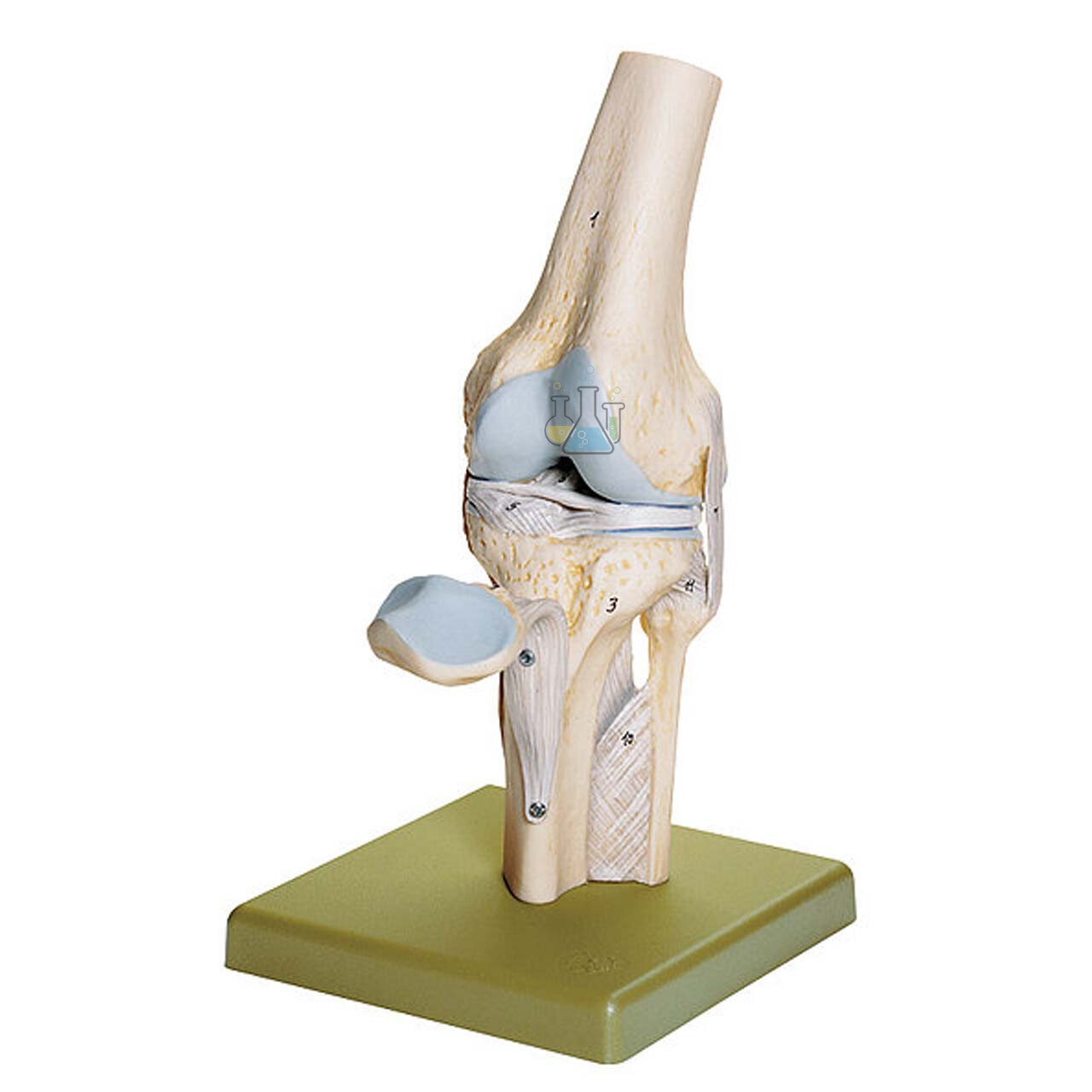 Knee Joint Model